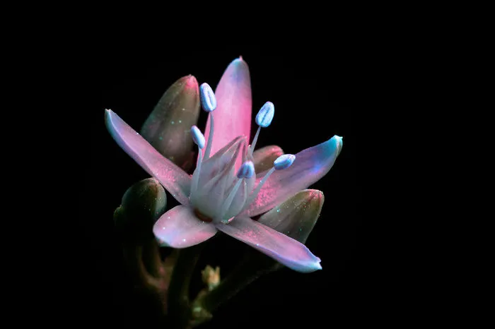 I Photographed The Invisible Light That Plants Emit