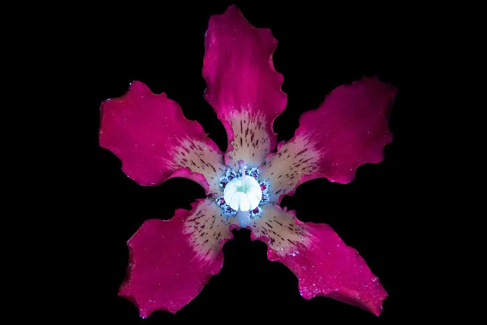 I Photographed The Invisible Light That Plants Emit