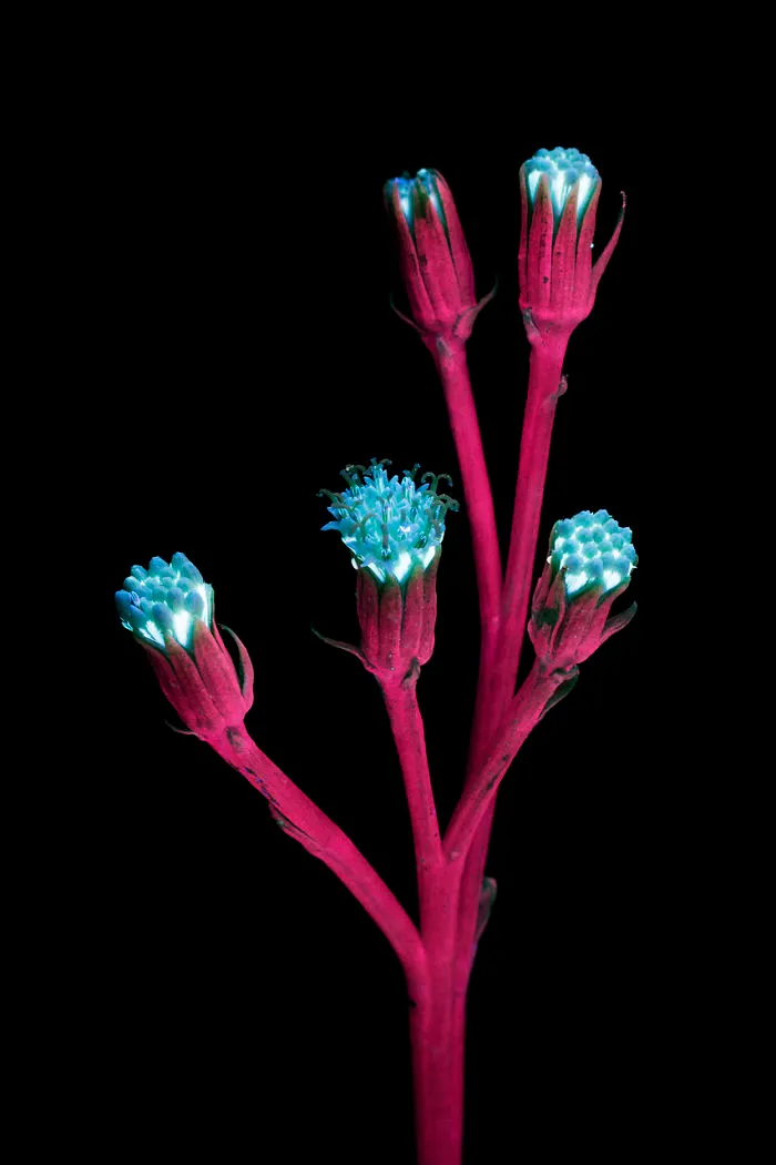 I Photographed The Invisible Light That Plants Emit
