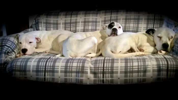 3 Dogos