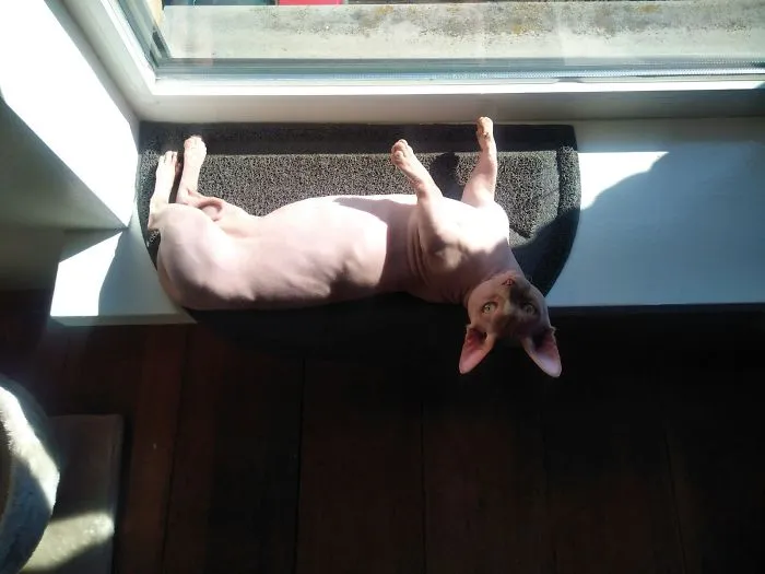 Bambino Cat Bopper Enjoying The Sun.