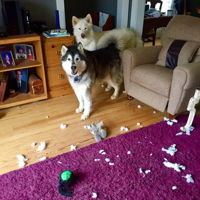 Came Home To This Situation