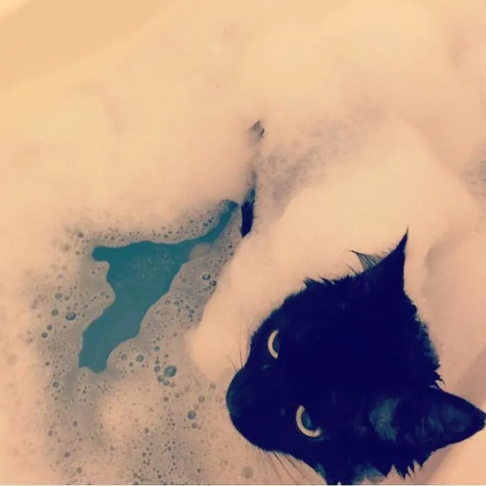Bubble Bath Time For Bats