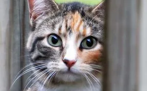 Nina On The Back Porch