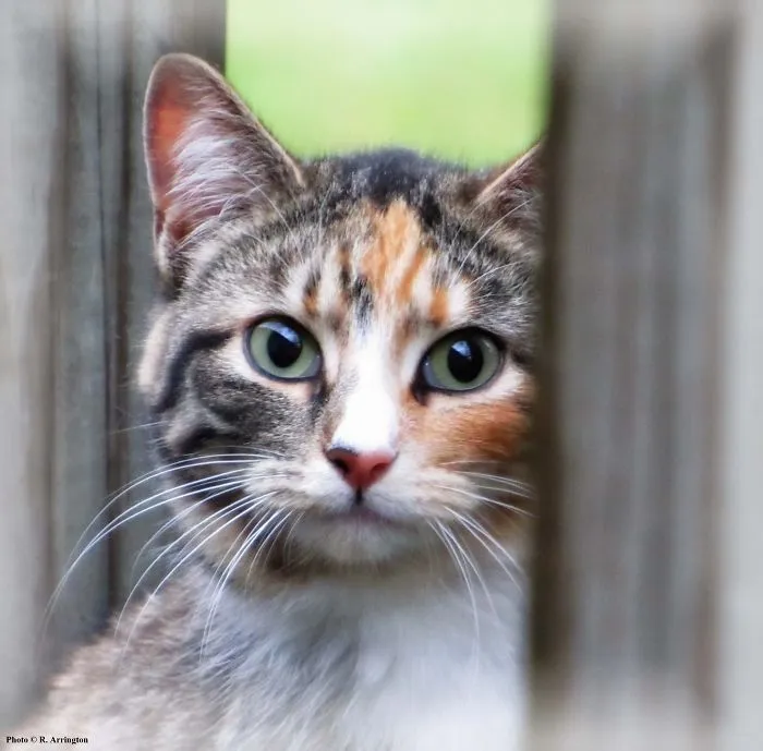 Nina On The Back Porch