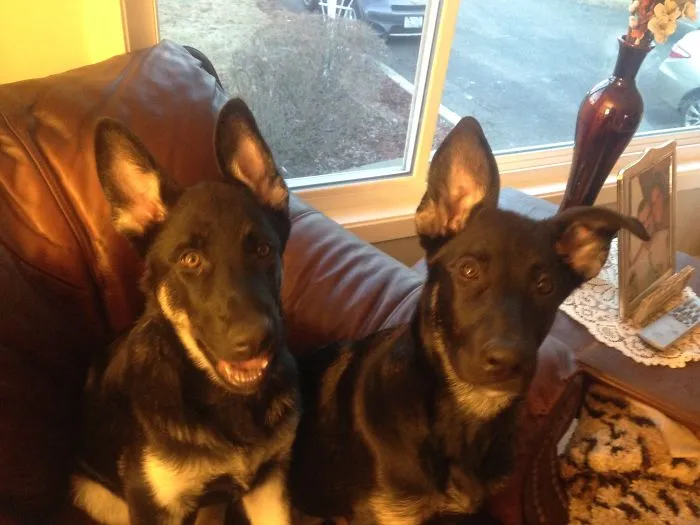 Trying To Get Them To Sit Still........ Nails On A Chalk Board Or A Piece Of Pepperoni....