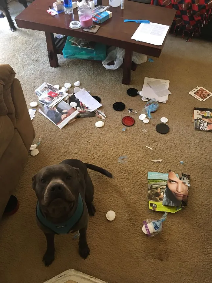 Came Home From Work To Find This.  It Looks Like He Did His Nails And Read My Magazines.