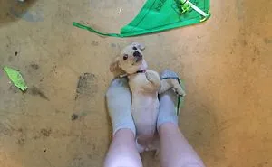 My Adorable Animals