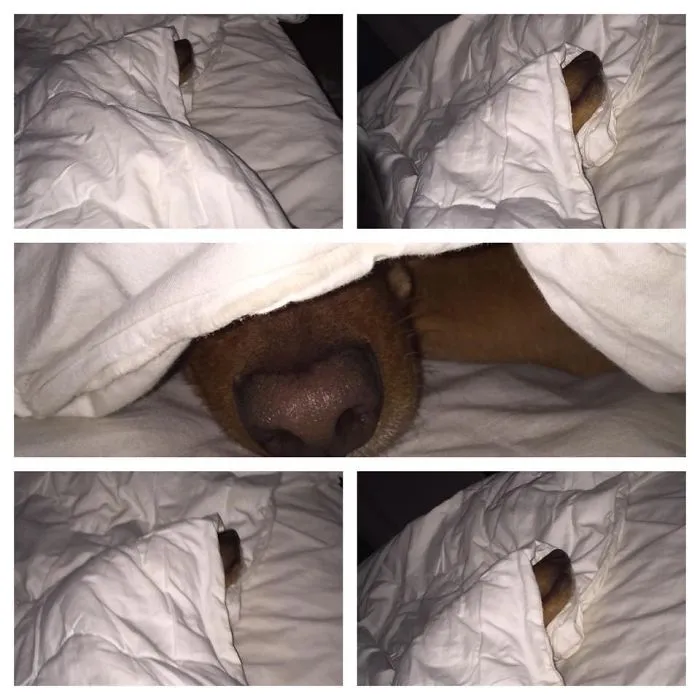 This Morning I Had A Hard Job...getting My Boy Up... Boy Won