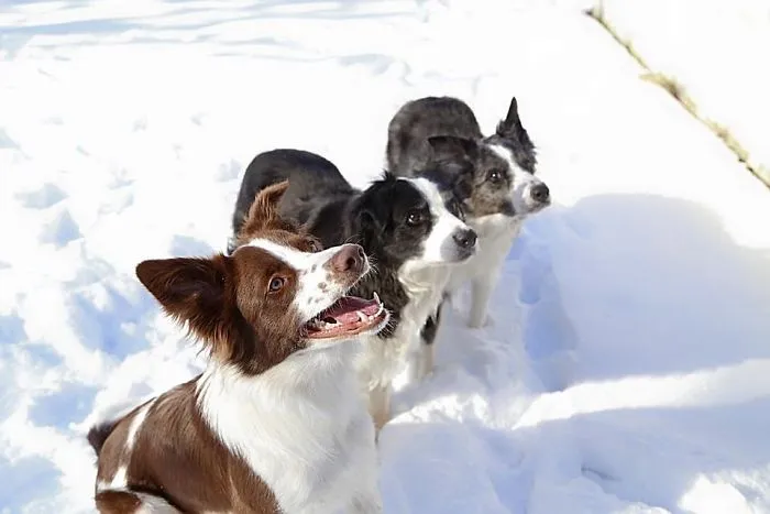 My Tri-Colored Trio