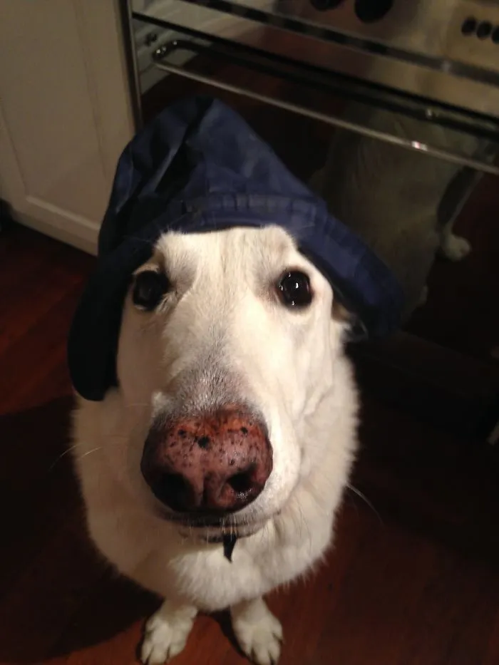 I Don't Think He Likes It...
