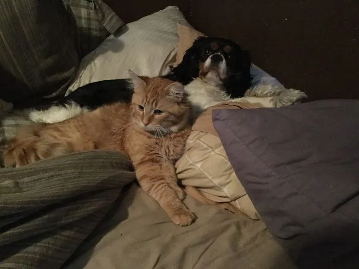 My Puppy Addie June, Really Doesn't Like Wilfred, But She Is Too Much Of A Pussy (Pun Intended) So I Laugh And She Delivers Hilarious Looks