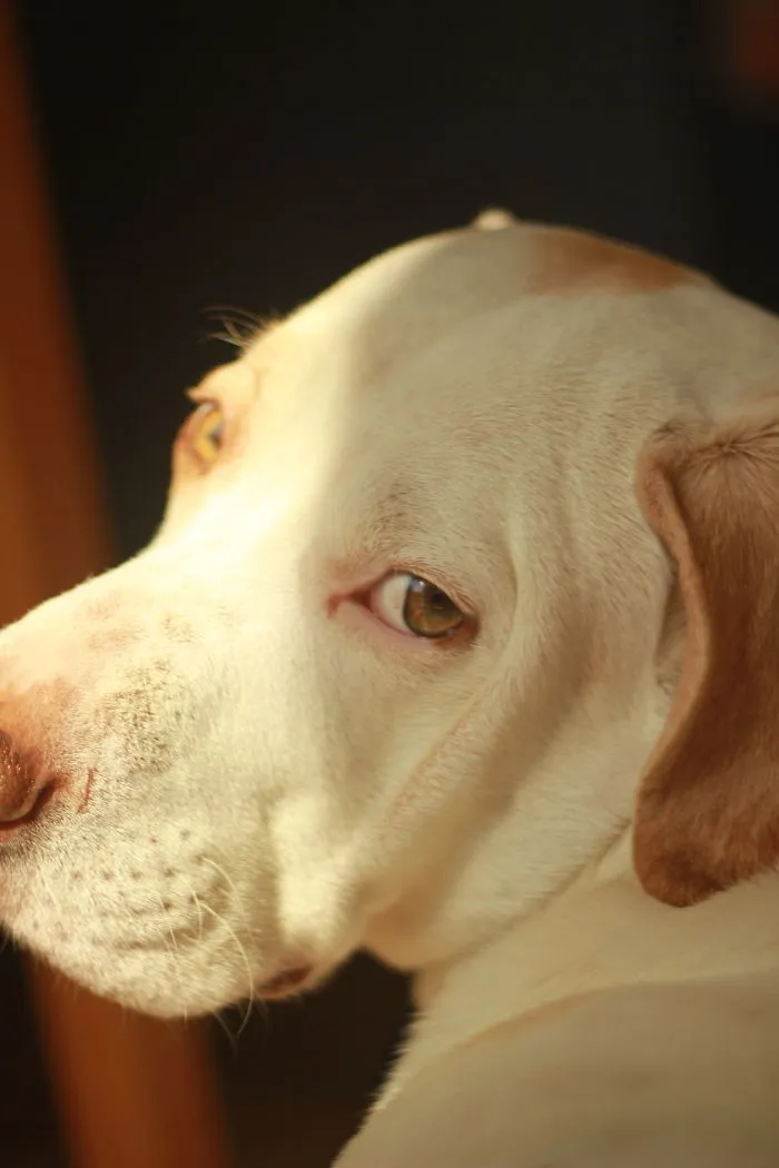 Dog Portraits That Look Like Famous Paintings