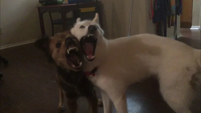 They Were Fighting And This Is The Look I Got When I Told Them To Sto.