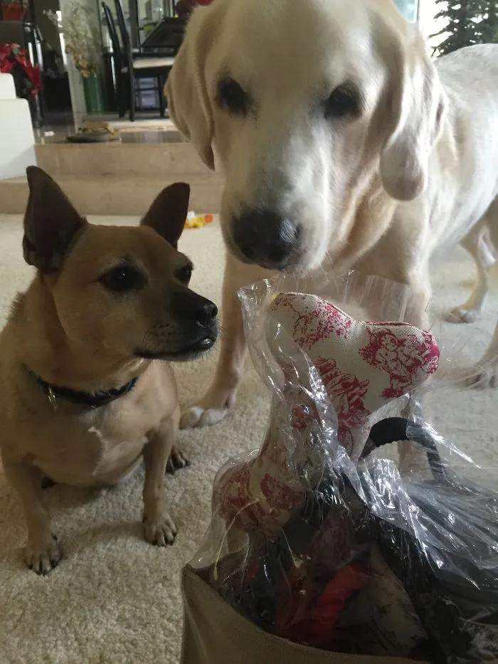 Sam (The Perfect Dog) And Melvin (Aka:  Spud, The Giant Baked Potato), Both Rescues And Formed Their Own Pack