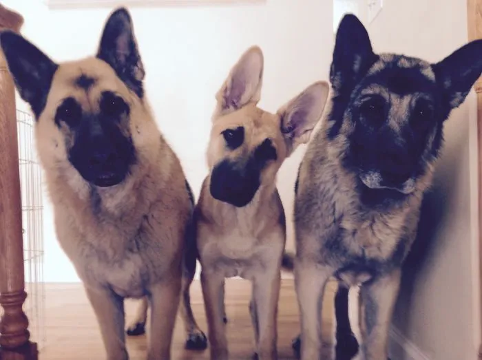 Lady, Prim, & King
