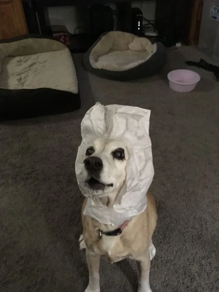 When Your Dog Must Ride Into Battle