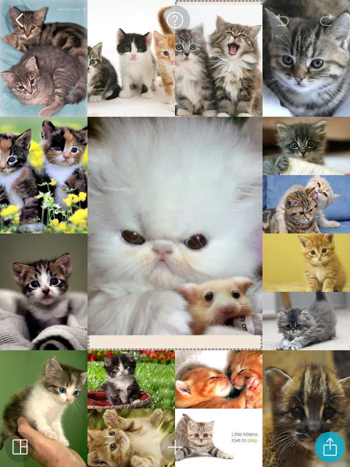 Kittens 🐱 🐱🐱🐱🐱