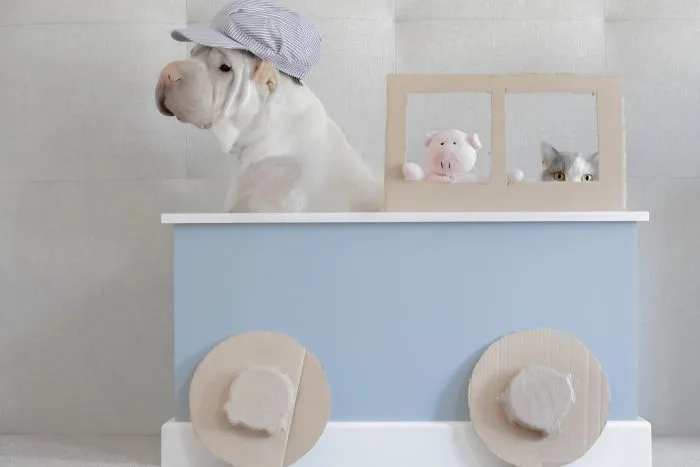 This Shar Pei Is Best Friends With A Cat, And Their Photos Are Just Too Adorable