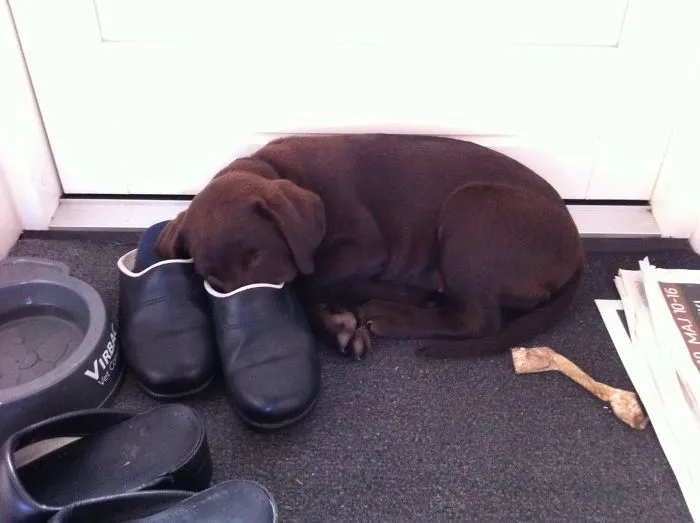 Tired Dog