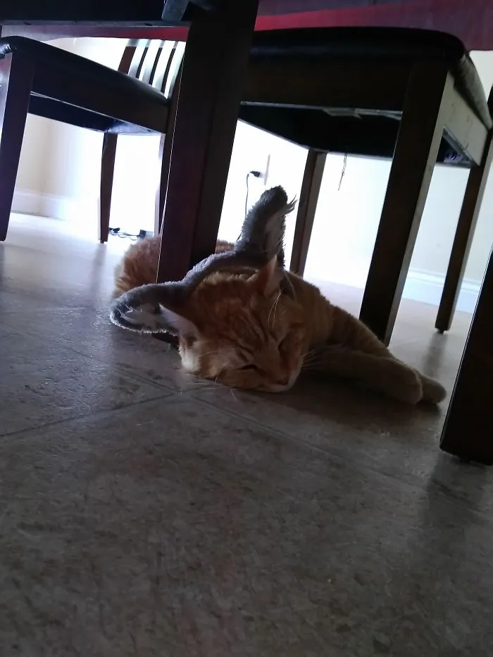 Old Cat, New Ears