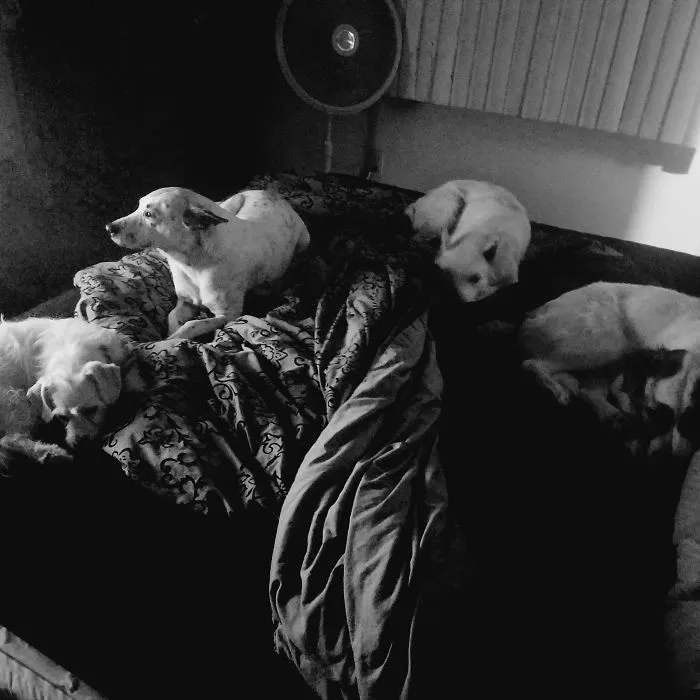Doggies