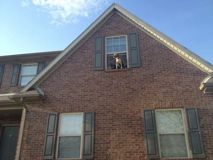 "are You Guys Home Yet?!" He Ripped The Screen! Thankfully, He Didn't Jump.
