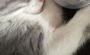 I Came Home And Found My Cats In The Cutest Positions