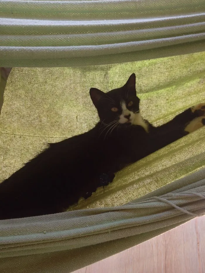 Cats Style !