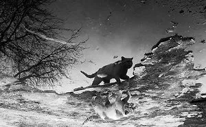 I Photograph The Secret World Of Stray Cats Of Kazakhstan