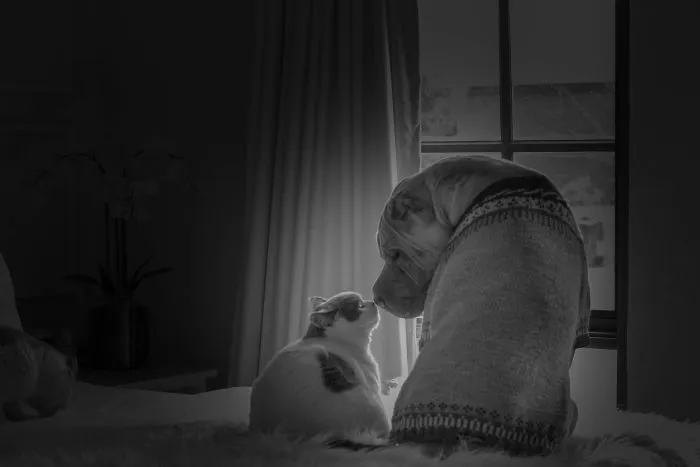 This Shar Pei Is Best Friends With A Cat, And Their Photos Are Just Too Adorable