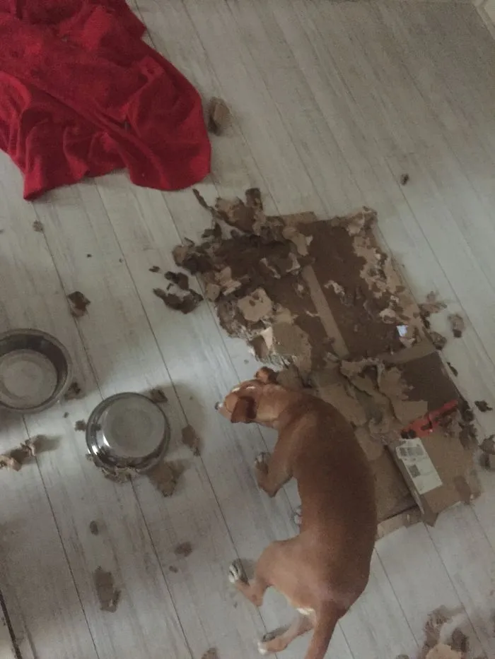 Wasn't The Dog In The Picture.. But His Brother From Another Mother.