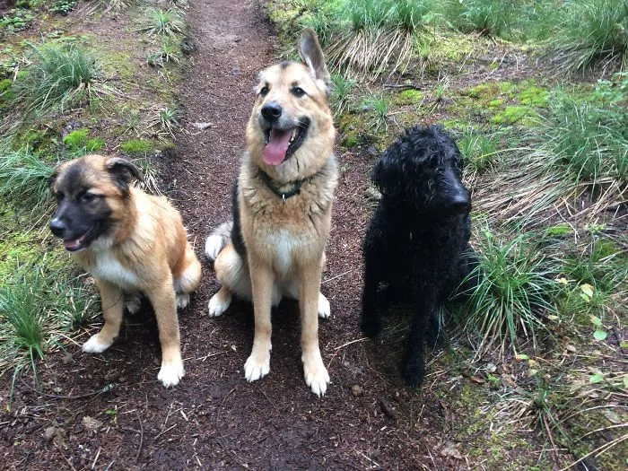 3 Musketeers