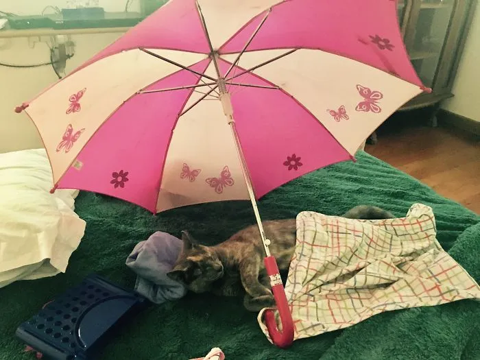 My Daughter Trying To Put Our Cat Confortable