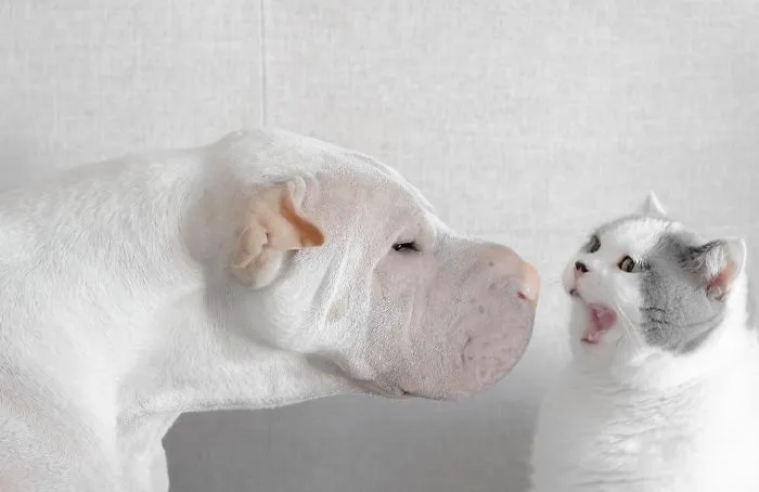 This Shar Pei Is Best Friends With A Cat, And Their Photos Are Just Too Adorable