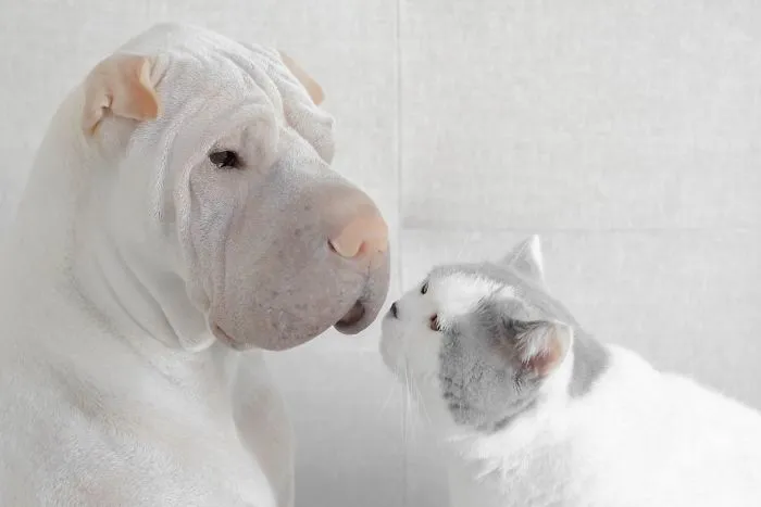 This Shar Pei Is Best Friends With A Cat, And Their Photos Are Just Too Adorable