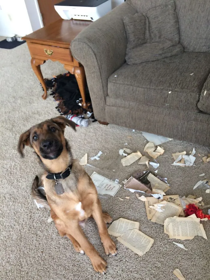 Someone Decided To Do Some Light Reading