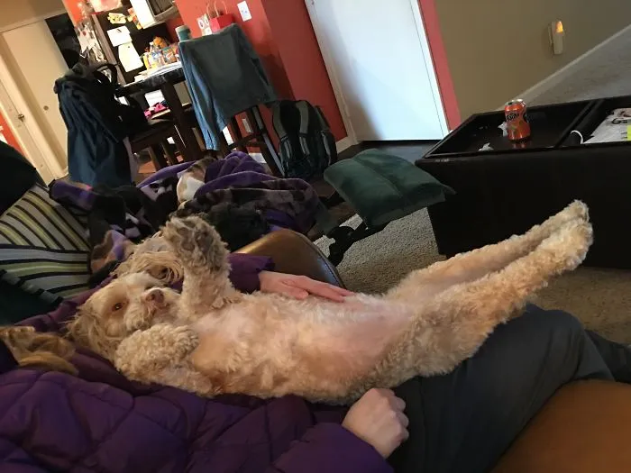 Dog+yoga=doga