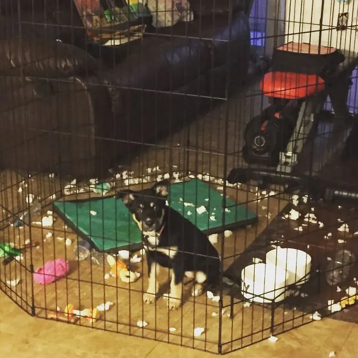 Brand New Bed. Had It For 4 Hours. Jaws Of Fury