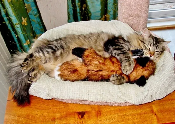 Daisy With Her Fox.