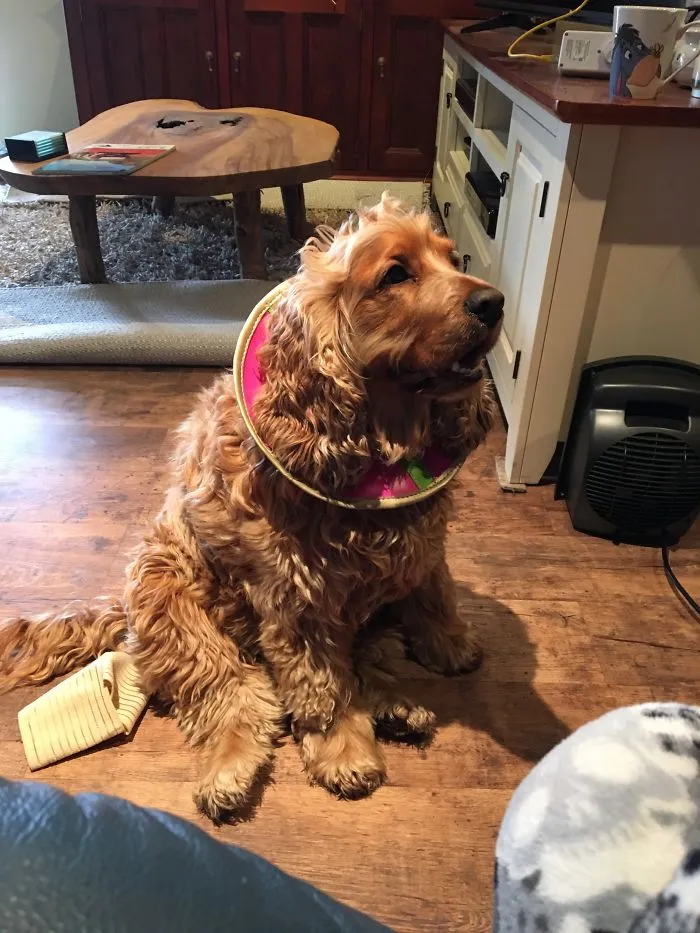 Dad Made The Cat Collar Too Big