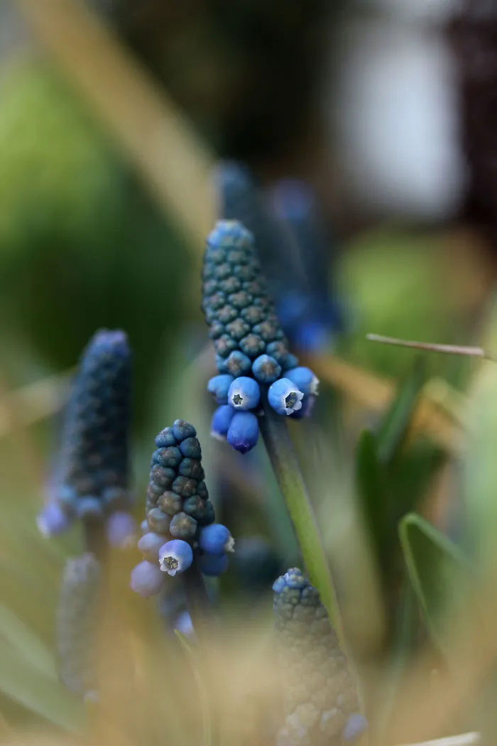 I Photographed Flowers In My Garden
