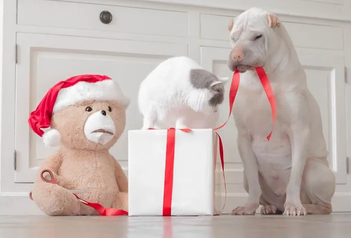 This Shar Pei Is Best Friends With A Cat, And Their Photos Are Just Too Adorable