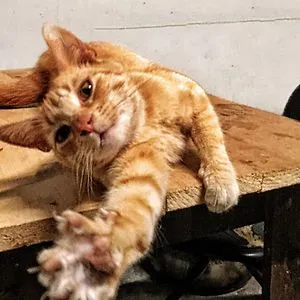 Catiffic