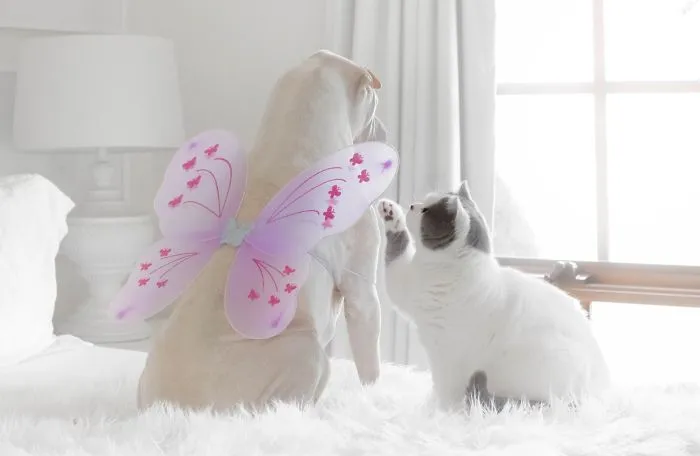 This Shar Pei Is Best Friends With A Cat, And Their Photos Are Just Too Adorable