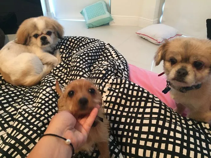 The Crew