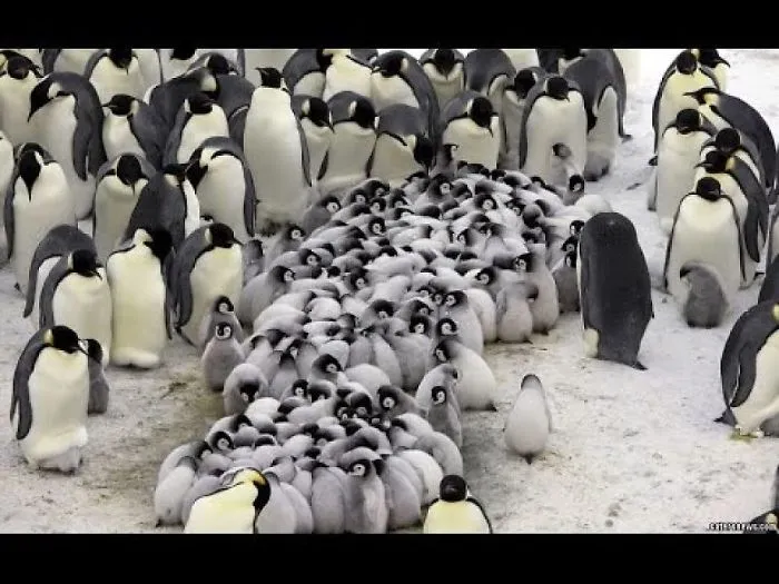 Incredible Scenes Of Penguins Huddling To Keep Chicks Warm In Antarctic Winds