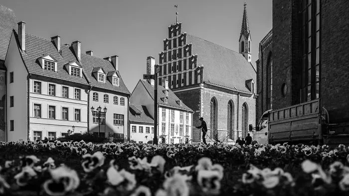Thirsty Pansies