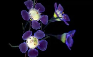 I Photographed The Invisible Light That Plants Emit