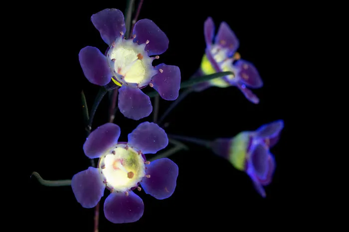 Fotografío la luz invisible que emiten las plantas